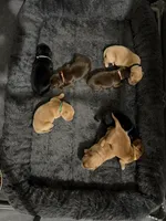 Nangi, a female Goldador for sale in El Mirage, AZ – Photo 3 of 3