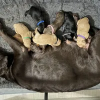 Judy Hopps, a female Goldador for sale in El Mirage, AZ – Photo 2 of 3