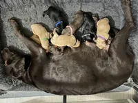 Judy Hopps, a female Goldador for sale in El Mirage, AZ – Photo 2 of 3