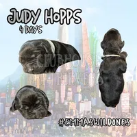 Judy Hopps, a female Goldador for sale in El Mirage, AZ – Photo 1 of 3