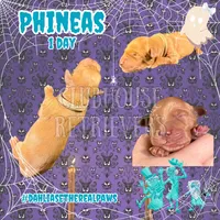 Phineas, a female Golden Retriever for sale in El Mirage, AZ – 2 of 4