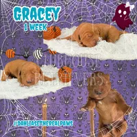Gracey , a female Golden Retriever for sale in El Mirage, AZ – 1 of 5