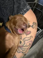 Hatbox Ghost, a male Golden Retriever for sale in El Mirage, AZ – 3 of 4