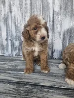 Sonic, a male Miniature Goldendoodle for sale in Niles, MI – 2 of 3