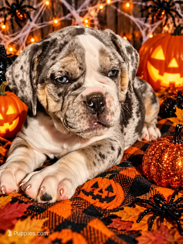 Ophelia  – Olde English Bulldogge puppy for sale in Niles, MI