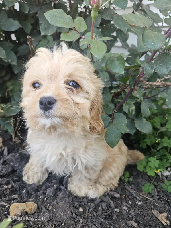 Chloe – Cavapoo puppy for sale in Niles, MI