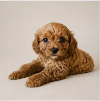 Dallas, a male Cavapoo for sale in Niles, MI – 1 of 1