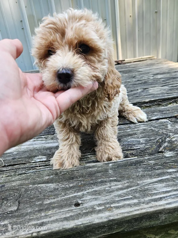 Cash – Miniature Goldendoodle puppy for sale in Niles, MI