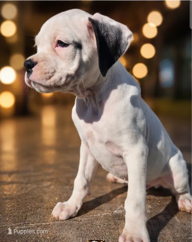 Biscuit – Boxer puppy for sale in Niles, MI