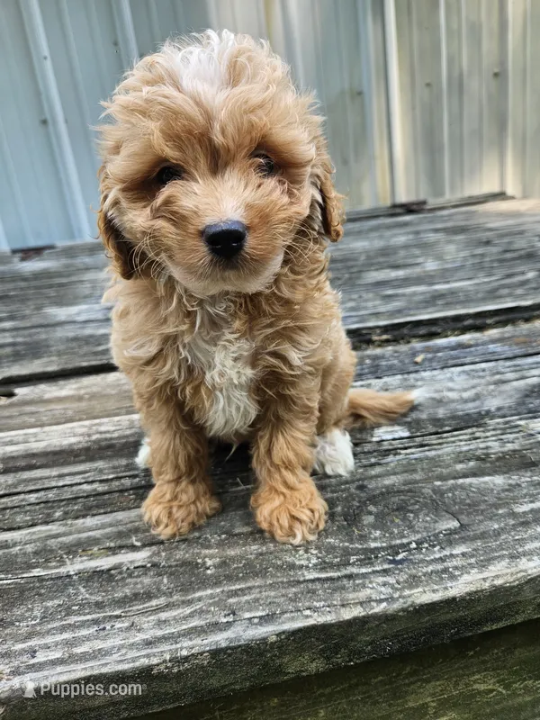 Cowboy – Miniature Goldendoodle puppy for sale in Niles, MI
