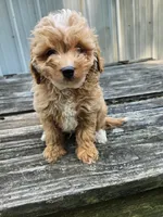 Cowboy, a male Miniature Goldendoodle for sale in Niles, MI – 1 of 1