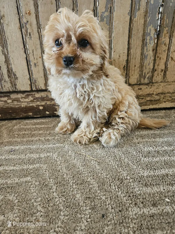 Calvin – Cavapoo puppy for sale in Niles, MI