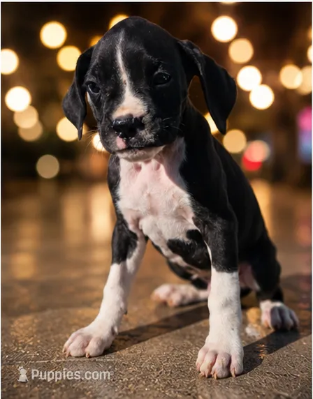 Bindi – Boxer puppy for sale in Niles, MI