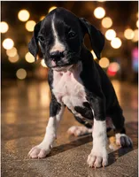 Bindi, a female Boxer for sale in Niles, MI – 2 of 3