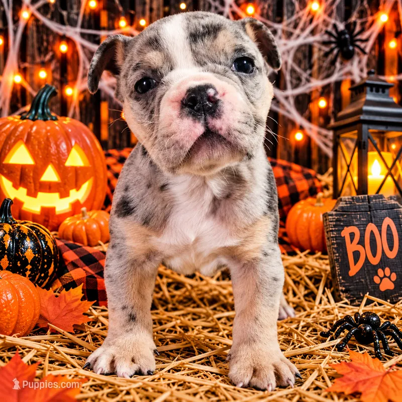 Orion  – Olde English Bulldogge puppy for sale in Niles, MI