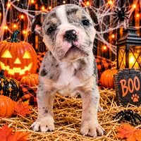 Orion , a male Olde English Bulldogge for sale in Niles, MI – 1 of 1