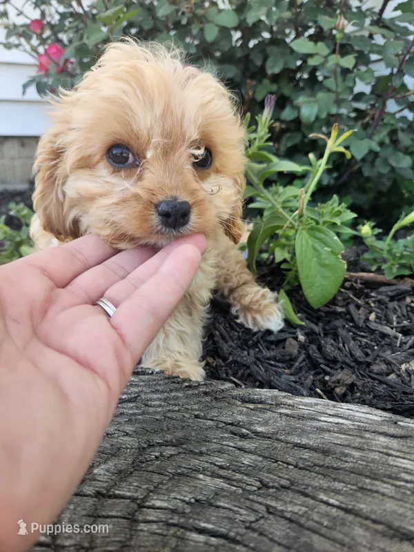Calvin – Cavapoo puppy for sale in Niles, MI