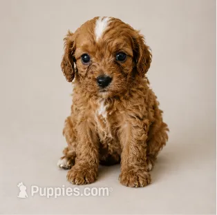 Delilah  – Cavapoo puppy for sale in Niles, MI