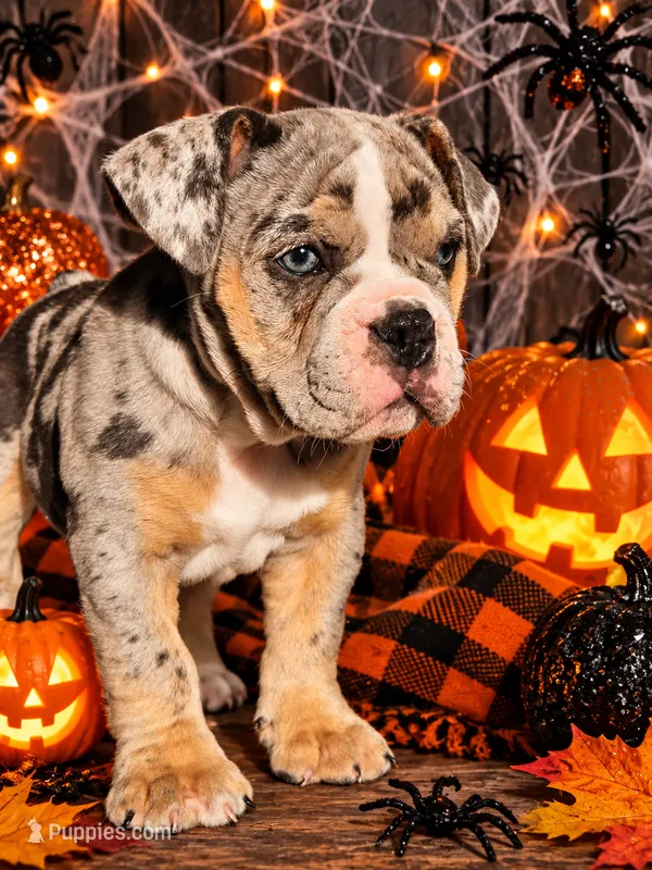 Orion  – Olde English Bulldogge puppy for sale in Niles, MI