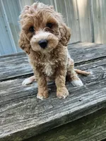 Cleo, a female Miniature Goldendoodle for sale in Niles, MI – 1 of 1