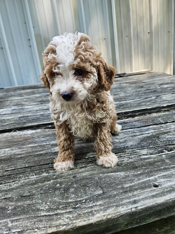 Chip – Miniature Goldendoodle puppy for sale in Niles, MI