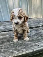 Chip, a male Miniature Goldendoodle for sale in Niles, MI – 1 of 1