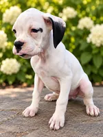 Biscuit, a male Boxer for sale in Niles, MI – 1 of 3