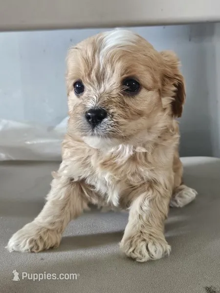 Cooper – Cavapoo puppy for sale in Niles, MI