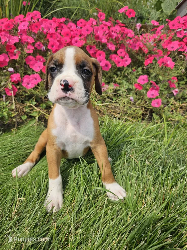 Baxter – Boxer puppy for sale in Niles, MI