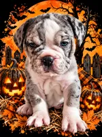 Ophelia , a female Olde English Bulldogge for sale in Niles, MI – 1 of 1