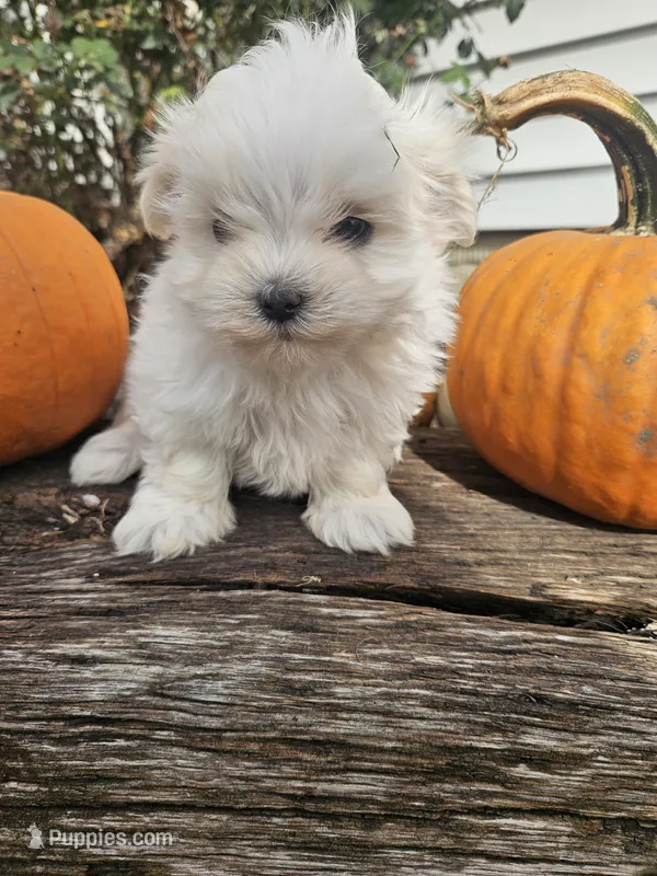 Marley  – Maltese puppy for sale in Niles, MI