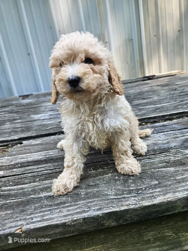 Cash – Miniature Goldendoodle puppy for sale in Niles, MI
