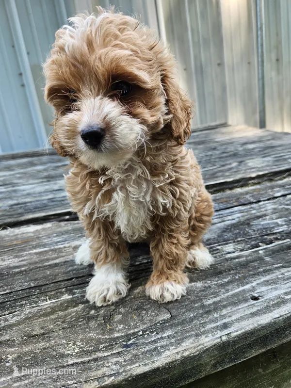 Chloe – Miniature Goldendoodle puppy for sale in Niles, MI