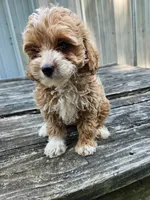 Chloe, a female Miniature Goldendoodle for sale in Niles, MI – 1 of 1