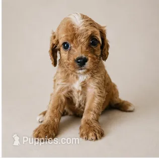 Dozer – Cavapoo puppy for sale in Niles, MI