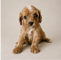 Dozer, a male Cavapoo for sale in Niles, MI – 1 of 1