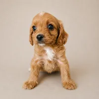 Drew, a male Cavapoo for sale in Niles, MI – 1 of 1