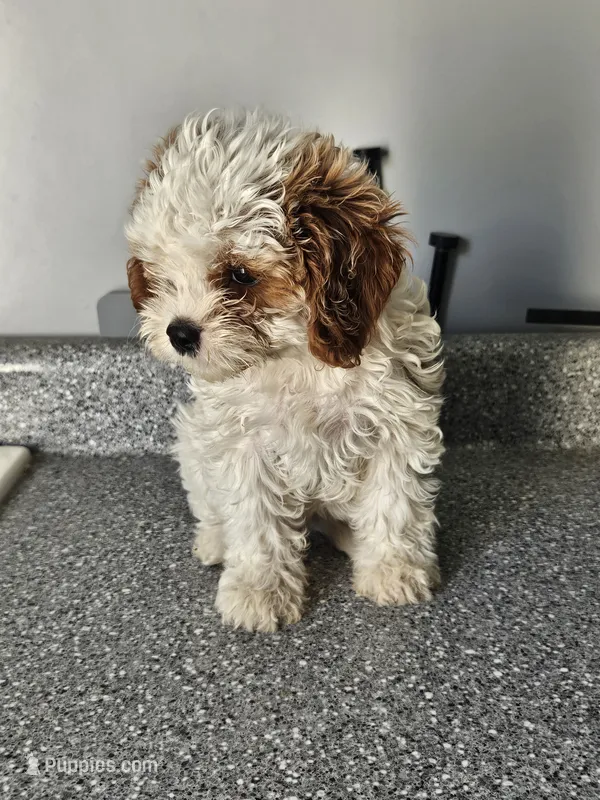 Dory – Cavapoo puppy for sale in Niles, MI