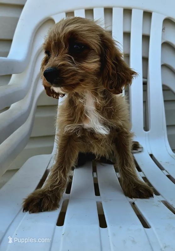 Dozer – Cavapoo puppy for sale in Niles, MI