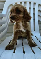 Dozer, a male Cavapoo for sale in Niles, MI – 1 of 1