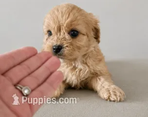 Calvin – Cavapoo puppy for sale in Niles, MI