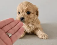 Calvin, a male Cavapoo for sale in Niles, MI – 1 of 1
