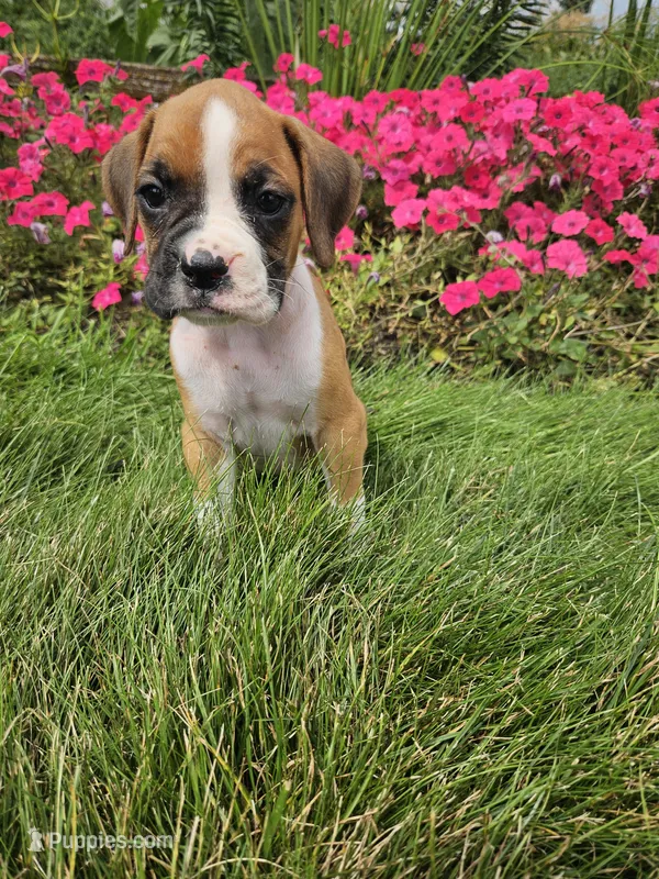 Brandy – Boxer puppy for sale in Niles, MI