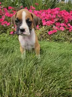 Brandy, a female Boxer for sale in Niles, MI – 1 of 1