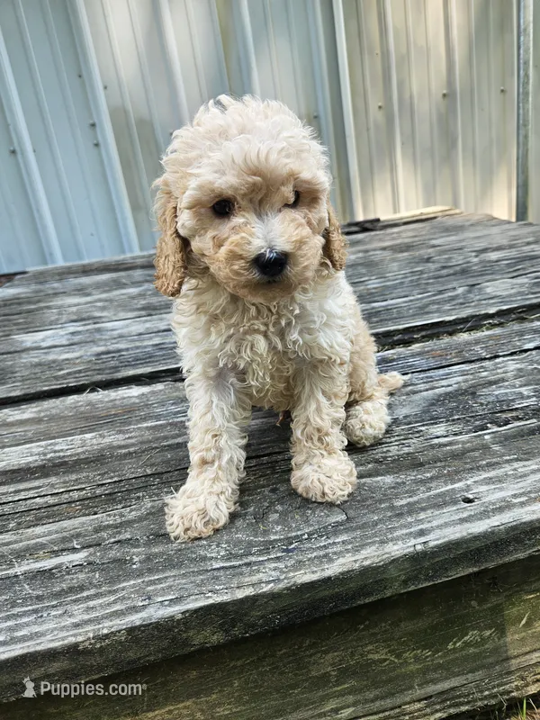 Captain  – Miniature Goldendoodle puppy for sale in Niles, MI