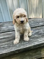 Captain , a male Miniature Goldendoodle for sale in Niles, MI – 1 of 1