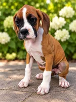 Brandy, a female Boxer for sale in Niles, MI – 1 of 3