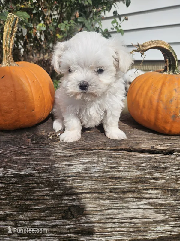 Midge  – Maltese puppy for sale in Niles, MI