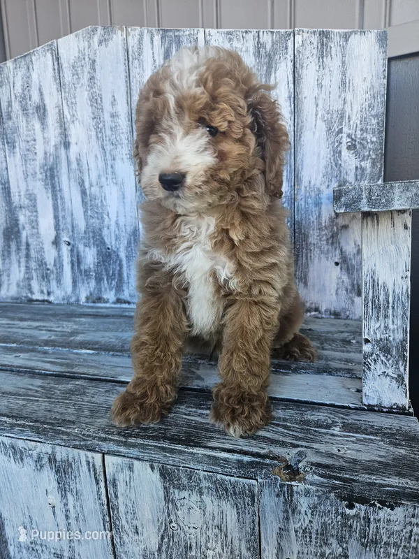 Sonic – Miniature Goldendoodle puppy for sale in Niles, MI