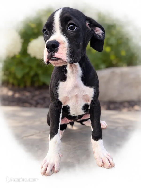 Bambi – Boxer puppy for sale in Niles, MI